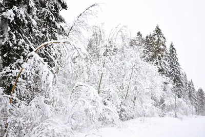 Очарование зимнего леса в снежном наряде