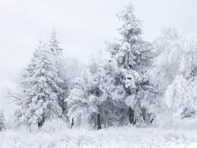Магическая атмосфера зимнего леса с падающим снегом