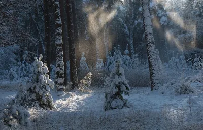 Прелестные снежинки переплетаются с ветвями деревьев