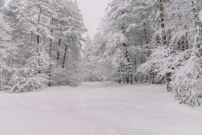 Волшебный лес под снежным одеялом: натуральные обои