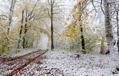 Волшебная атмосфера зимнего леса на прекрасных фотографиях