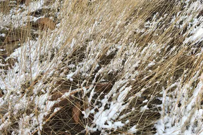 Фото инея в Норильске: природное явление, создающее невероятную красоту