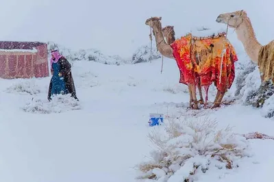 Снег в сахаре: красота зимней природы на фото