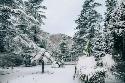 Фотоальбом Снежные чудеса Сочи