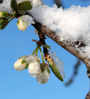 Феерия снежной красоты: Снег весной