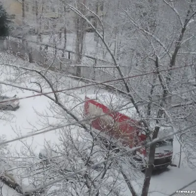 Замерзшие капли: снежные картины в высоком разрешении jpg