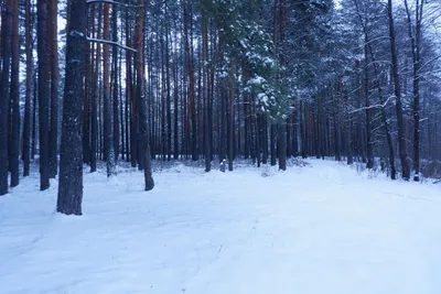 Волшебная зима: впечатляющие снежные фотографии в jpg