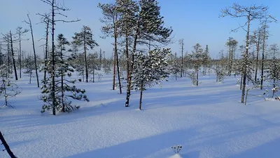 Магический Снег в картинках