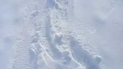 Чистота белого Снега взята на пленку