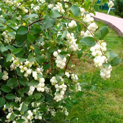 Снежноягодник \"Symphoricarpos\"