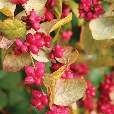 Снежноягодник \"Symphoricarpos\"