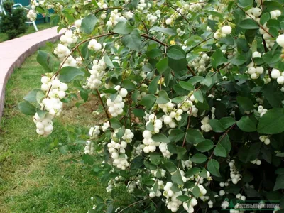 Снежноягодник белый (Symphoricarpos albus var.leavigatus)