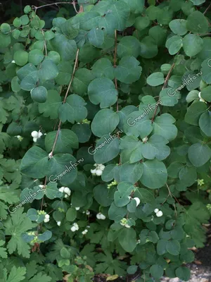 Снежноягодник Белый ( Symphoricarpos) саженцы ЗКС озеленение — купить в  Красноярске. Декоративные кустарники и деревья на интернет-аукционе Au.ru