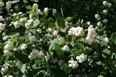 Снежноягодник розовоплодный Mother of Pearl | Декоративные растения,  кустарники в Москве, МО