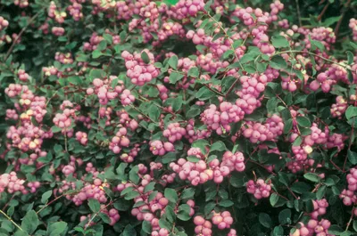 Снежноягодник \"Symphoricarpos\"