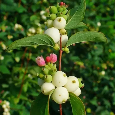 Symphoricarpos chenaultii 'Brain de Soleil', Снежноягодник Шено 'Бран дю  Солей'|landshaft.info