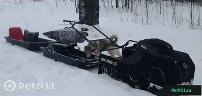 Собака и снеговик бигля в древесинах Стоковое Изображение - изображение  насчитывающей валы, лапки: 109914059