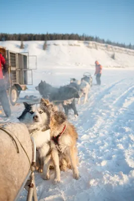 Камчатка: снегоход «Русской механики» сопровождает гонку «Берингия»