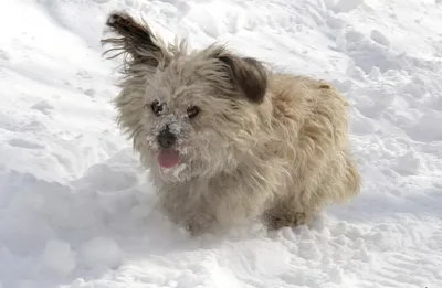 Пропала собака в Рязанской области, село Захарово | Pet911.ru