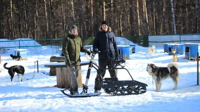 Сколько стоит мотособака? Топ-10 бюджетных моделей