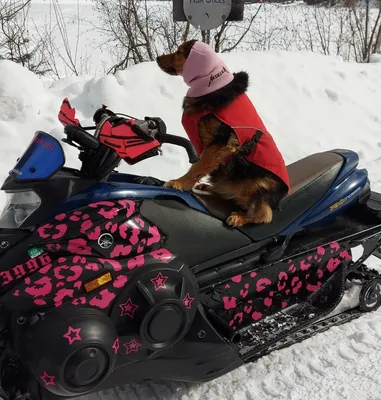 Тедди Собака Носить Китайскую Одежду И Обувь Играя В Снегу В Снежную Погоду  — стоковые фотографии и другие картинки Снеговик - iStock