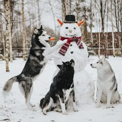 Иллюстрация Снеговик-почтовик и собака в стиле декоративный |