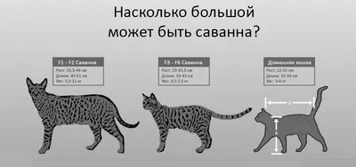 Саванна (Ашера): все о кошке, фото, описание породы, характер, цена