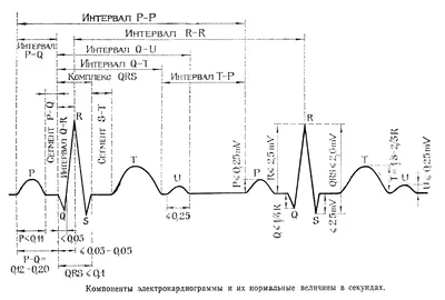 Пройти ЭКГ сердца с расшифровкой по цене от 800 руб.