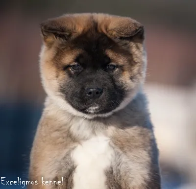 Акита - описание породы собак: характер, особенности поведения, размер,  отзывы и фото - Питомцы Mail.ru