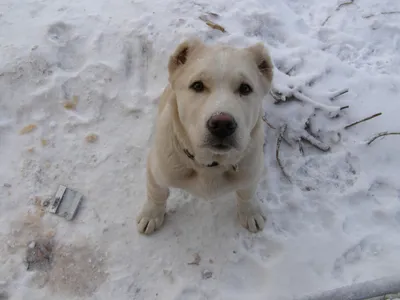 Собака Алабай, белый щенок, Подольск. | Pet911.ru