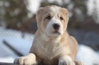 Алабай 🐕 как ухаживать, характеристика породы, размеры, клички, фото