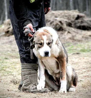 Алабай, одна из самых сильных собак в мире.(+факты) | Vadim TOPS | Дзен