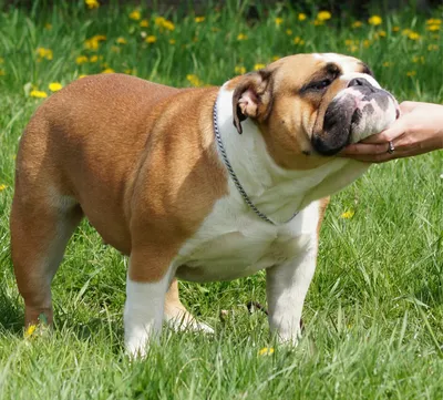 Английский бульдог: все о собаке, описание породы, фото