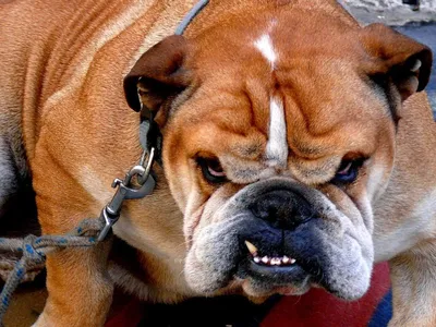 Английский Бульдог Собака - Бесплатное фото на Pixabay - Pixabay