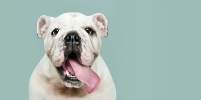 Собака/щенок английский бульдог на руках у хозяйки Stock Photo | Adobe Stock