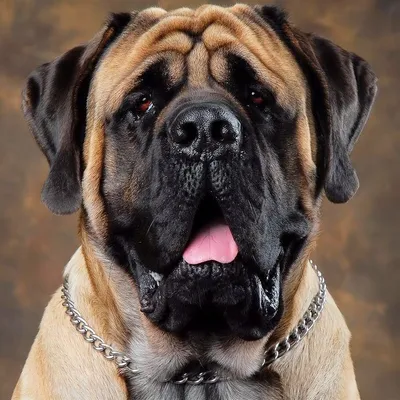 Мастиф - это большая, могучая собака, которая станет защитником и любимцем  вашей семьи.