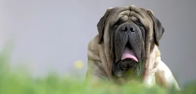 Английский мастиф: самая большая порода собак» — создано в Шедевруме
