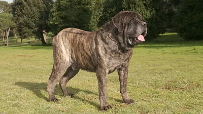 Аномальные размеры: фото самых больших собак в мире (приготовьтесь сильно  удивиться) — блог туриста ni-oca на Туристер.Ру