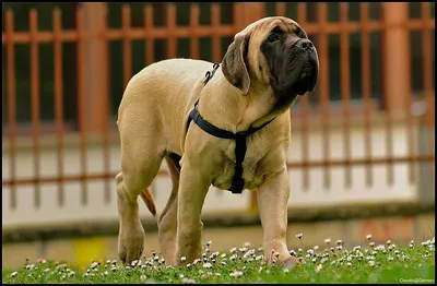 Самая большая в мире собака. | Amazing Facts | Дзен