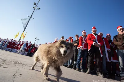 Собака-Барабака - 🐾 Шарки не ходит сейчас гулять на... | Facebook