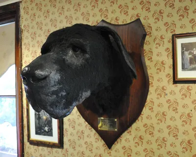 Собака баскервилей, иллюстрация» — создано в Шедевруме