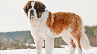 Бетховен порода собаки, в пальто» — создано в Шедевруме