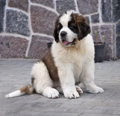 Сенбернар — характер, здоровье и уход за шерстью собаки из Бетховена |  Новини.live