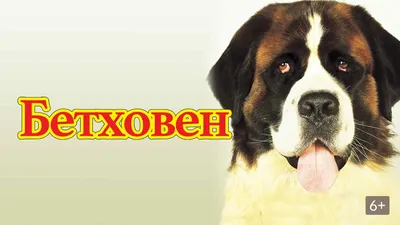 Барри - 1 год - Породистая - Сенбернар - Московская область Ногинск - собаки  в добрые руки