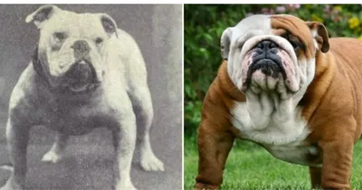 Бетховен - Сеть зоомагазинов on Instagram: \"Сегодня мы хотим рассказать о 5  крупных породах собак. Немецкий дог Рост – 70-90 см, вес – 50-70 кг На  вершине мирового рейтинга самых крупных пород