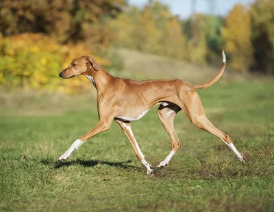 Пропала собака Бетховен, район Дворянского гнезда, Улан-Удэ | Pet911.ru