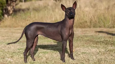 Новорожденный щенок Xoloitzcuintle Мексикая голая, без шерсти, древняя,  порода, крупным планом на белом фоне, в белом махровом полотенце Stock  Photo | Adobe Stock