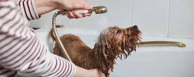 Подойдут для квартиры: 10 крупных пород собак, которые не линяют - Pets