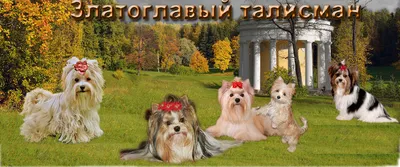 Табличка, Мини бивер йорк Злая собака 146232301 купить за 83 700 сум в  интернет-магазине Wildberries
