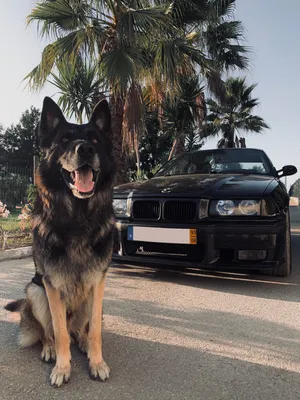 bmw #mpower #whitebmw #doberman #dogs | Роскошный автомобиль, Быстрые  автомобили, Крутые тачки